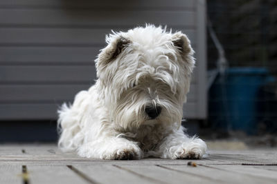 Dog lying down on floor