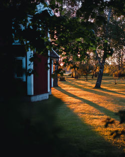 Trees by footpath in park