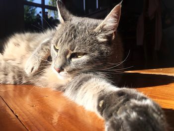 Close-up of cat at home