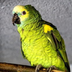 Close-up of parrot perching on railing