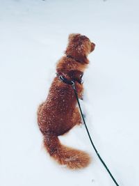 Directly above shot of brown dog on snowcapped field