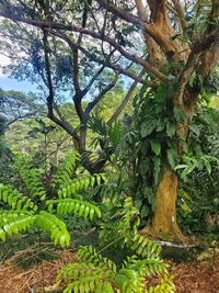 Trees growing in forest