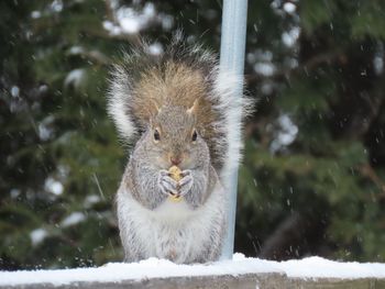 Close-up portrait of squirrel