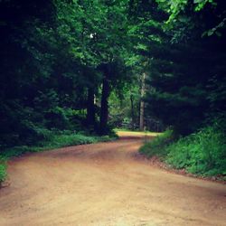Footpath in forest