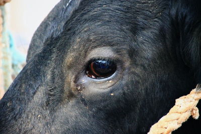 Close-up of a cow's eye
