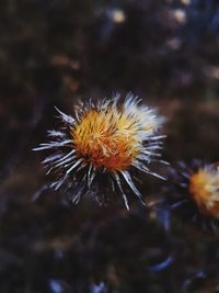 Close-up of honey bee on thistle