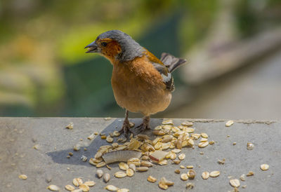 Close-up of bird eating