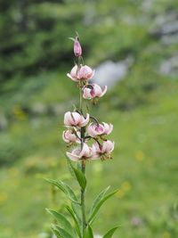 Close-up of pink flowering plant