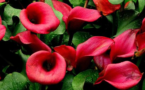 Full frame shot of pink flowers