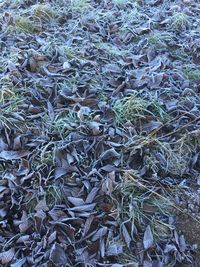 Full frame shot of leaves