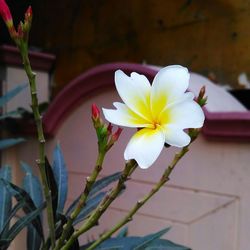 Close-up of white flowers