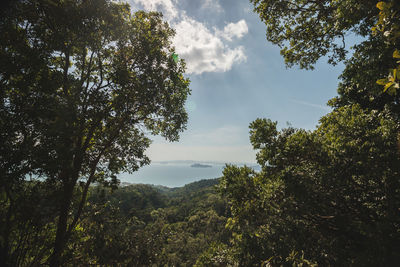 Trees in forest against sky