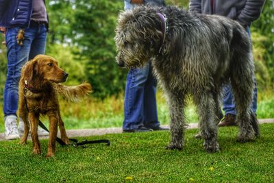 Low section of people with dogs