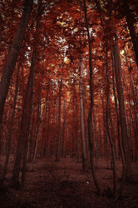 Trees in forest during autumn