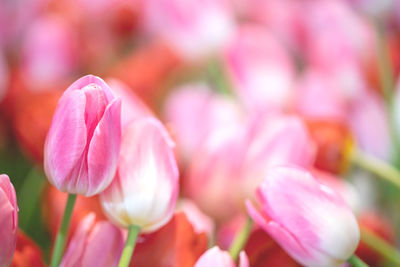 Close-up of pink tulips