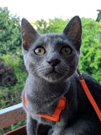 Close-up portrait of a cat