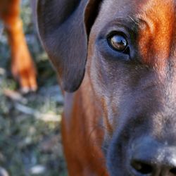 Close-up of dog