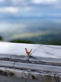 A butterfly meditates on a ledge