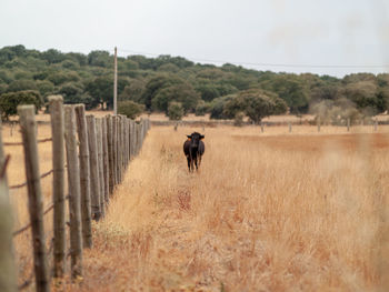 View of horse riding on field