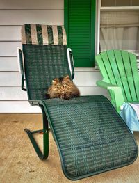 Cat relaxing on chair at home