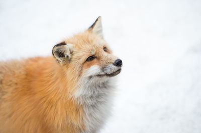 Close-up of a red fox looking away