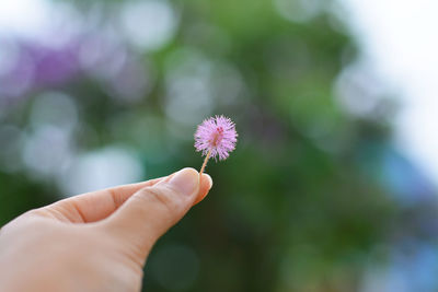 Close-up of hand holding purple flower