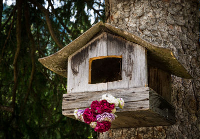 Low angle view of flowering tree against building