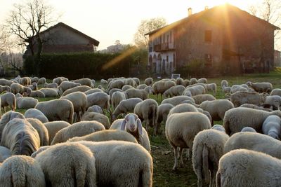 Flock of sheep in a building