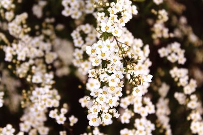 Close-up of white flowering plant