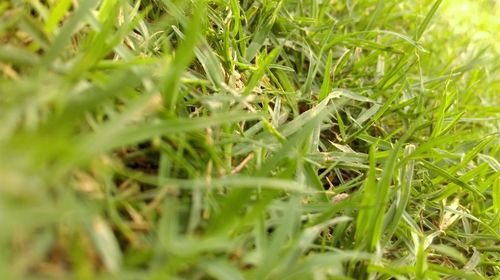 Close-up of fresh green grass in field