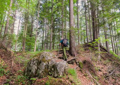 Low angle view of man hiking in forest