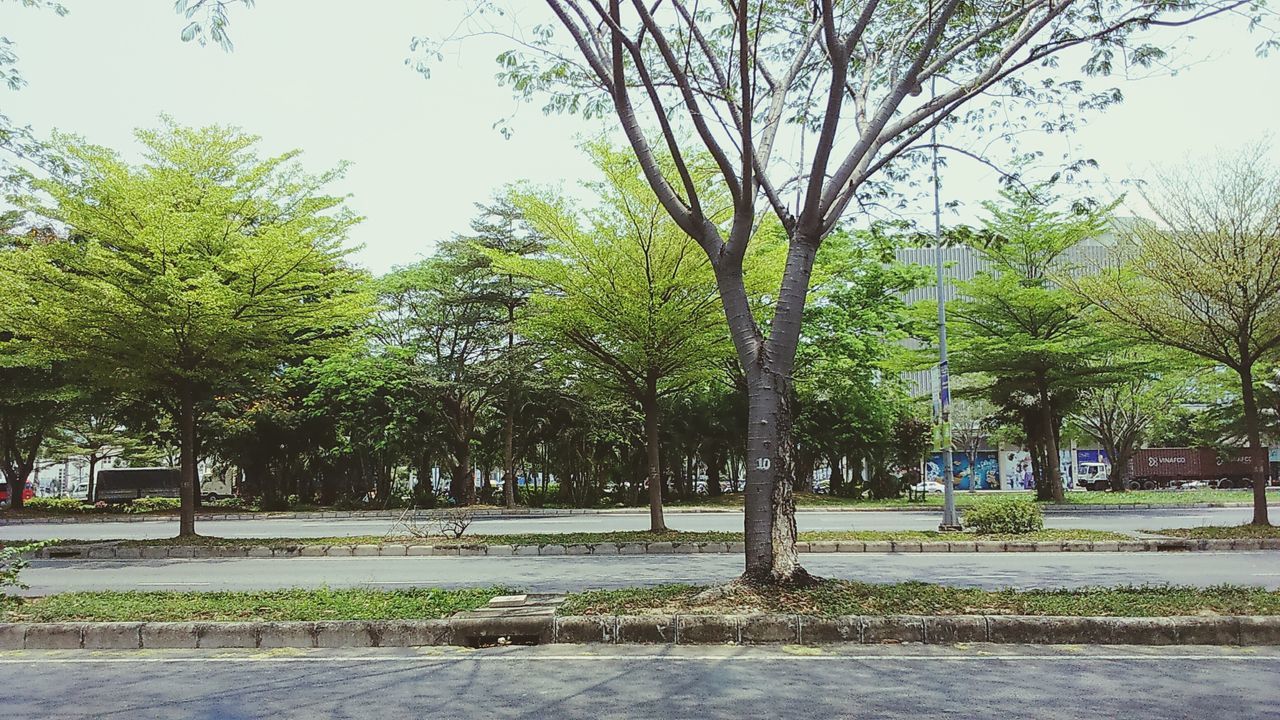 tree, growth, park - man made space, branch, green color, footpath, grass, nature, road, park, tranquility, street, treelined, incidental people, transportation, tree trunk, day, sunlight, shadow, sky