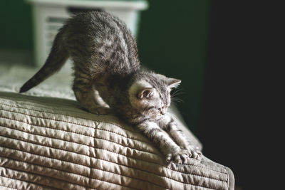 Close-up of kitten on sofa at home