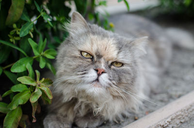 High angle portrait of a cat