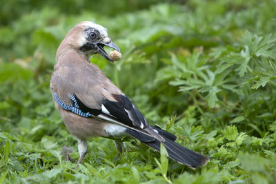 Close-up of bird perching on a field