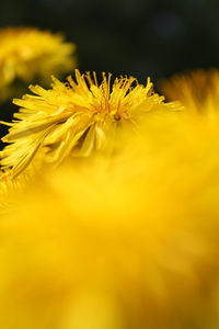 Close-up of yellow flowering plant