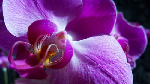 Close-up of purple orchid