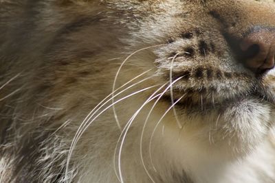 Close-up of a cat