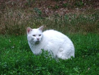 White cat lying on grass