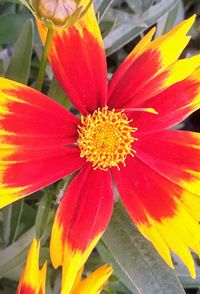 Close-up of red flower