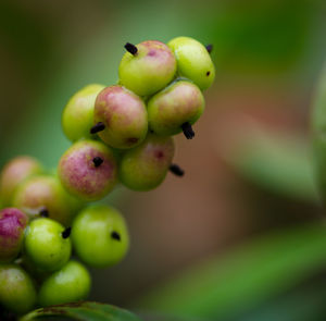 Close-up of fruits