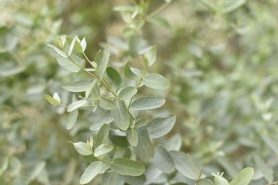 Close-up of white flowering plant leaves