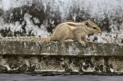 Side view of squirrel