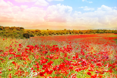 Scenic view of red flowering plants on field against sky