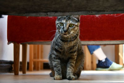 Portrait of cat sitting on red indoors