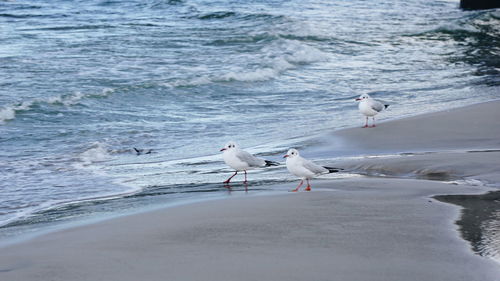 Seagulls perching on a beach