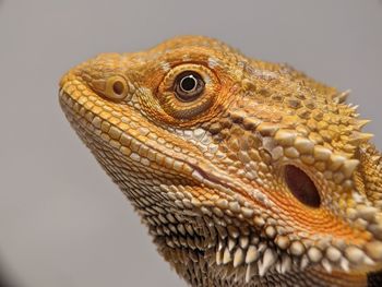 Closeup bearded dragons