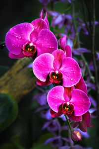 Close-up of pink flowers blooming outdoors