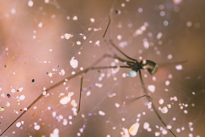 Close-up of spider on web