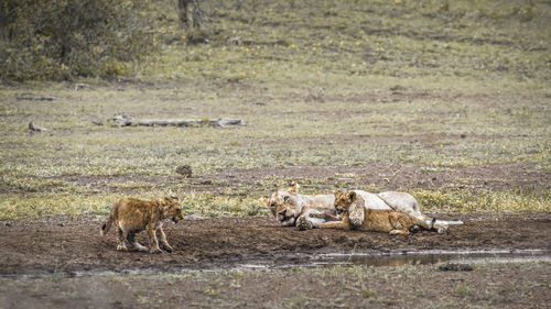 Lioness playing with cub on land